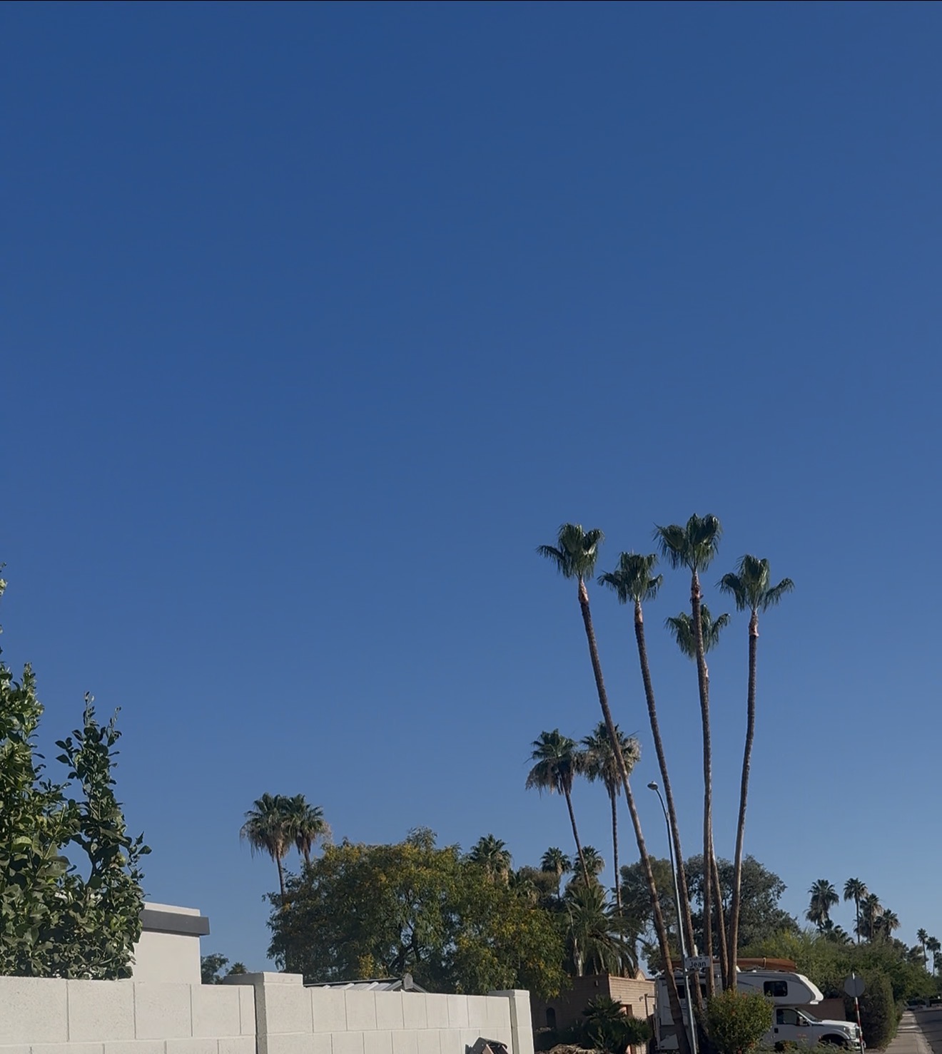Tall Mexican fan palms along an Arizona neighborhood street