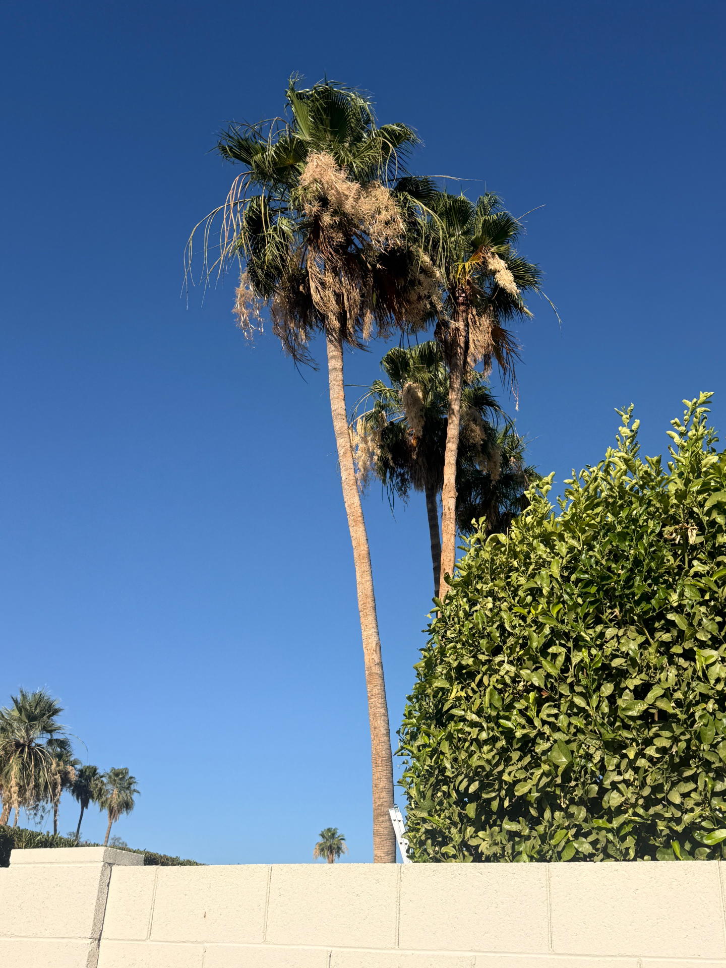 Mature palm trees in need of trimming above a block wall