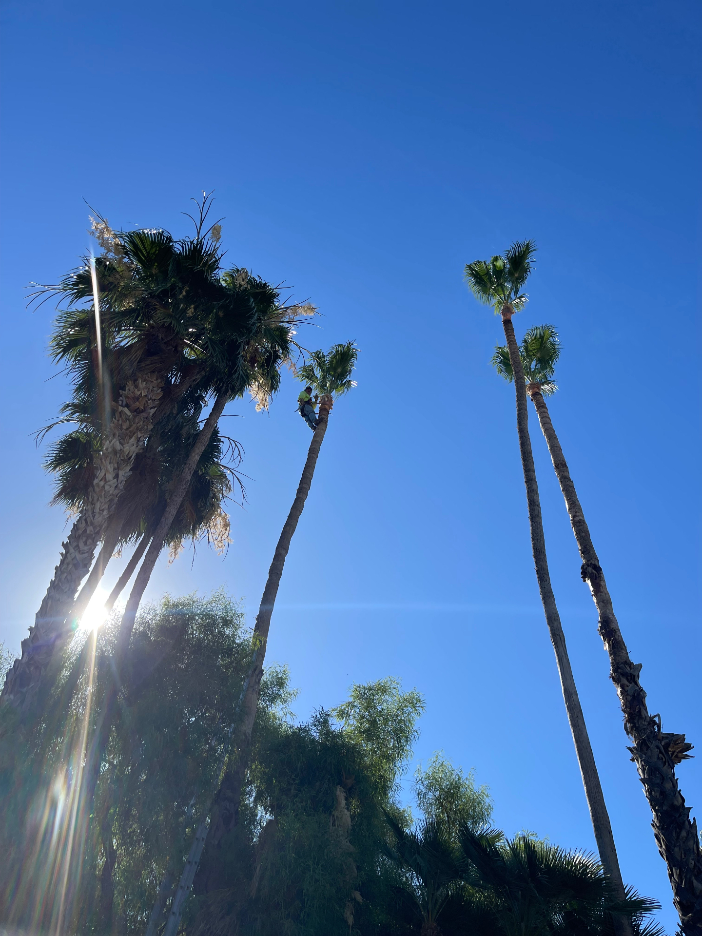 Climber trimming a towering Mexican fan palm against a bright blue sky