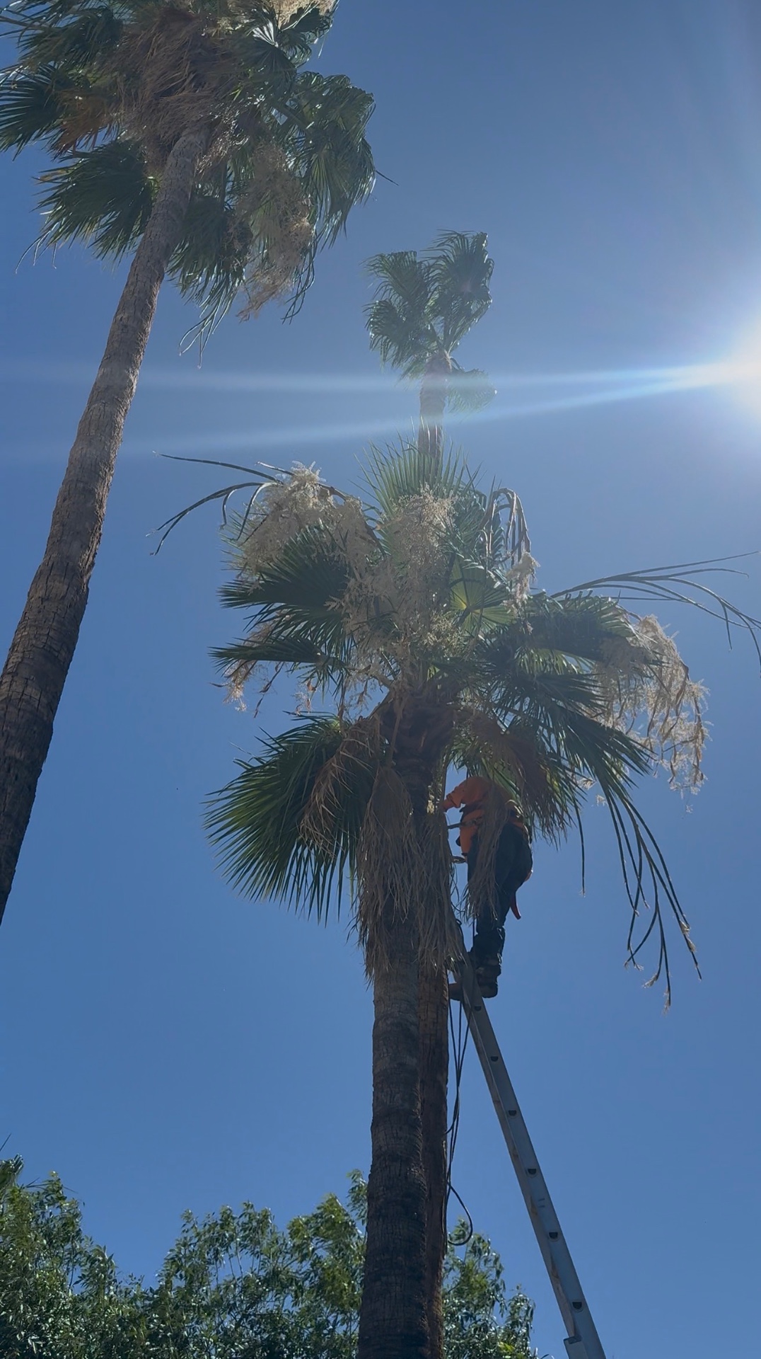 Climber on a ladder trimming overgrown palm fronds in bright sunlight