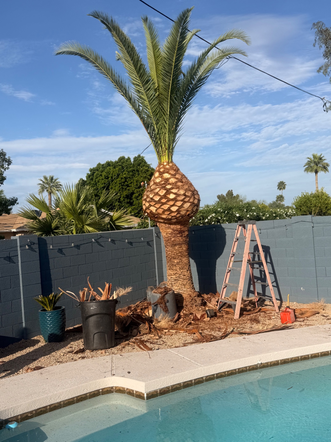 Freshly pineapple-cut Canary Island date palm by a backyard pool