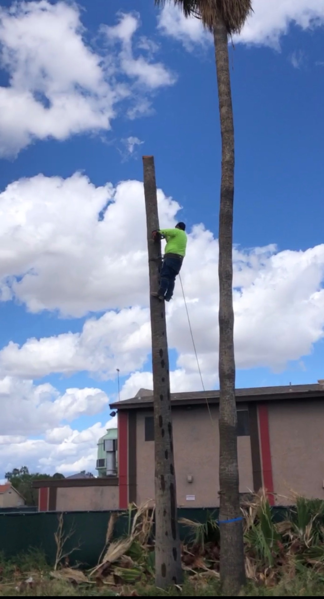 Tree Removal